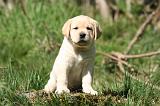 LABRADOR 1158
